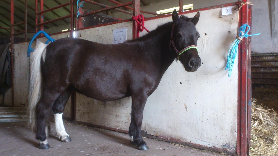 Shetlænder Miss Molly Malone *Mols* - Efter en god omgang strigling :)  billede 2