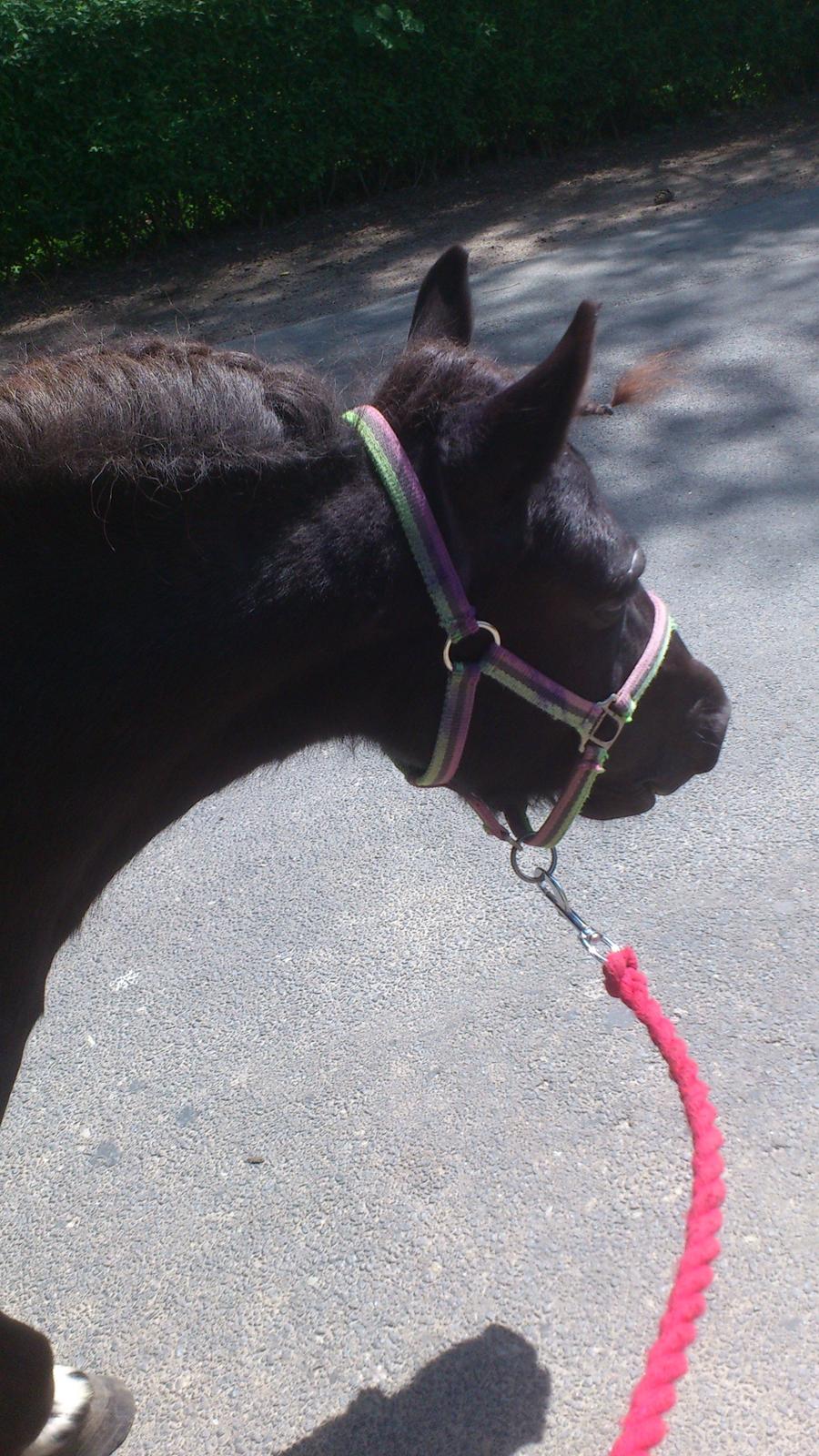 Shetlænder Miss Molly Malone *Mols* billede 3