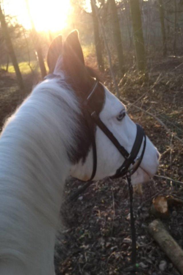 Paint Tophat *Topper* billede 16