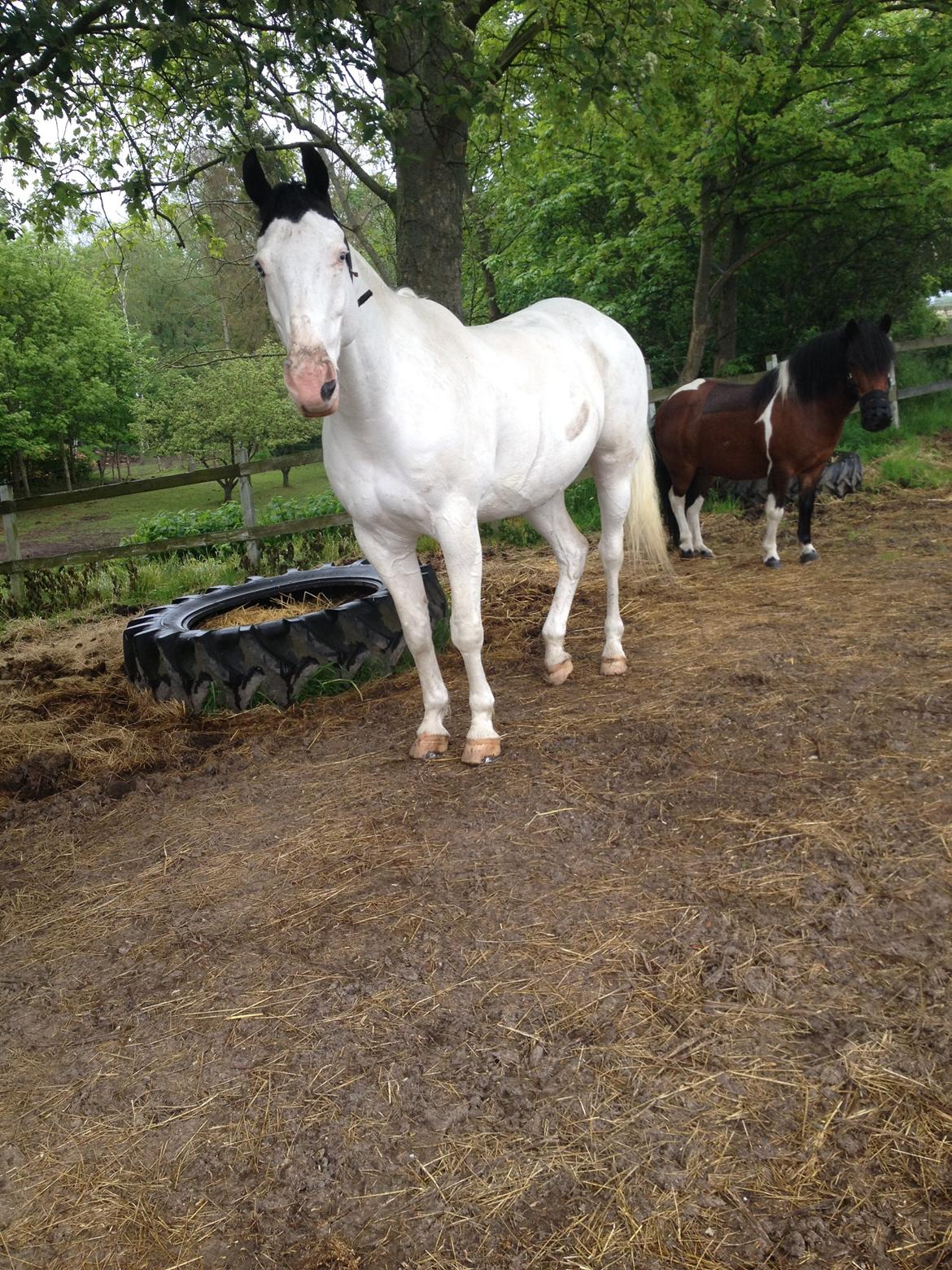 Paint Tophat *Topper* billede 13