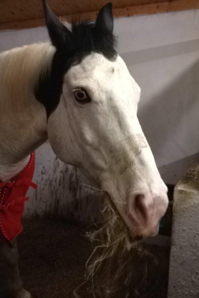 Paint Tophat *Topper* billede 15