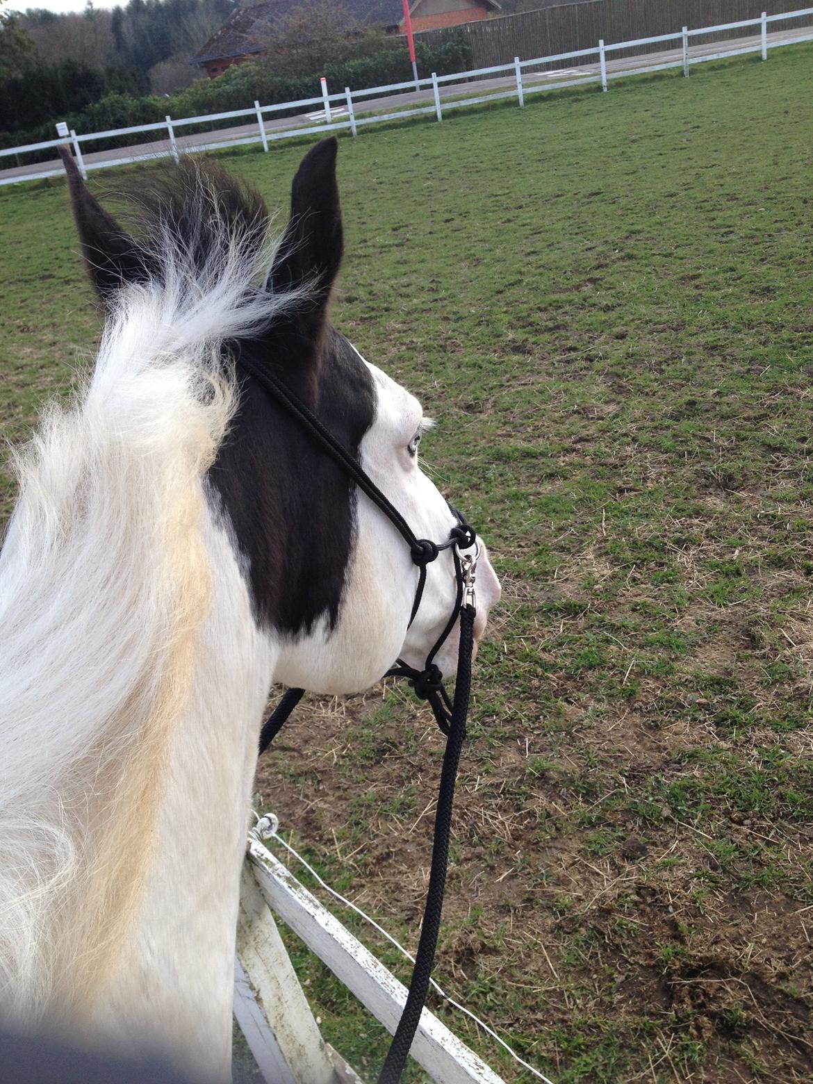 Paint Tophat *Topper* billede 17