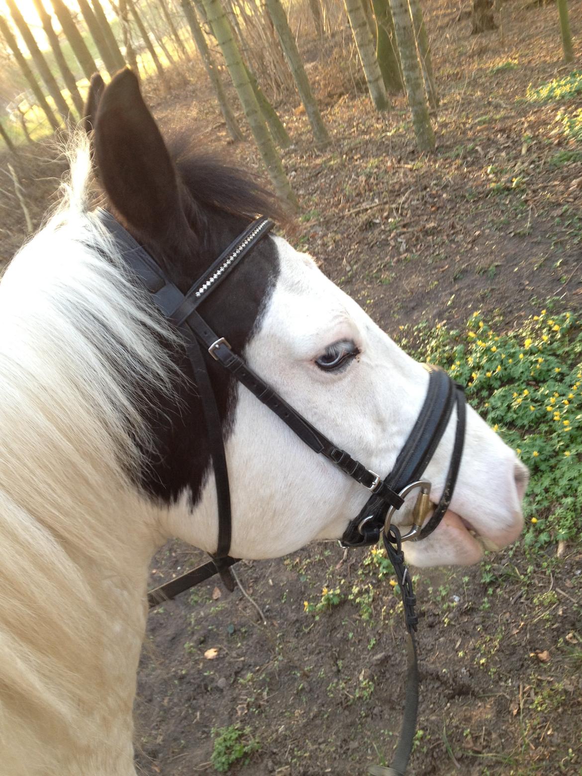 Paint Tophat *Topper* billede 19