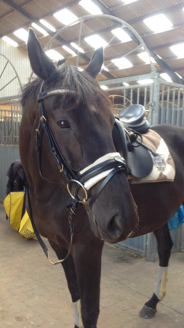 Trakehner Satori Birkedommergård billede 11