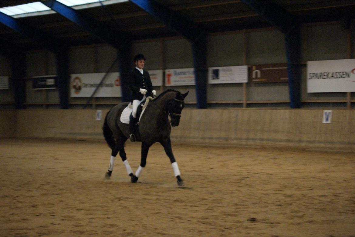 Trakehner Satori Birkedommergård - Forår 2014 i La'er. Satori og Anja Skipper (tidl. part).  billede 7