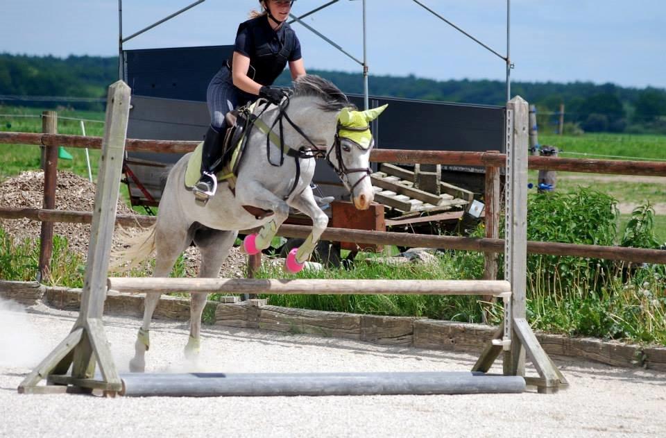 Anden særlig race Asgårds Frigg<3 - ponyen kan sku godt springe :-D billede 14