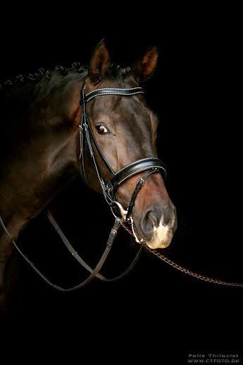 Dansk Varmblod A Romanze(Roma) billede 2