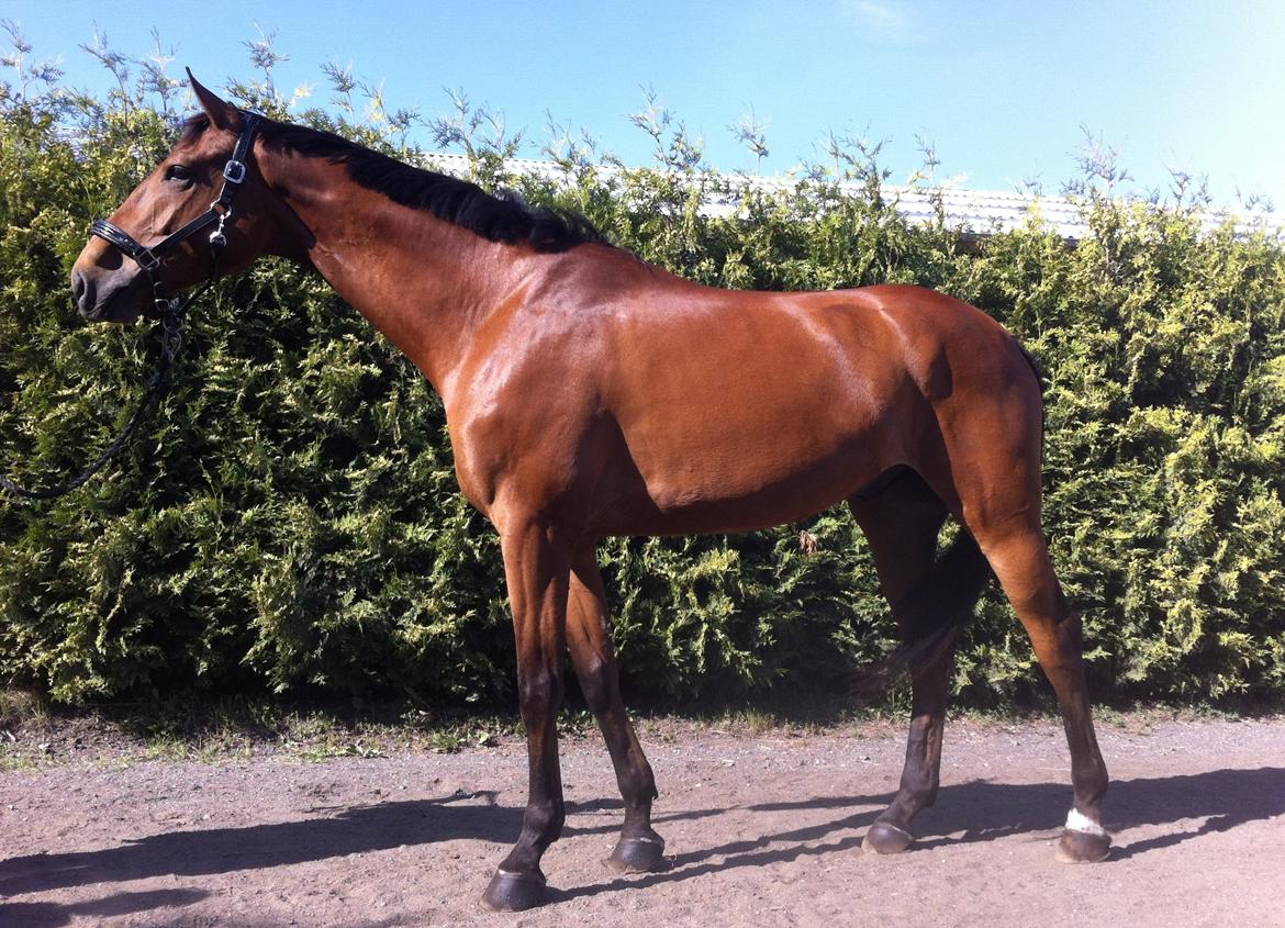 Dansk Varmblod Parino Macal billede 14