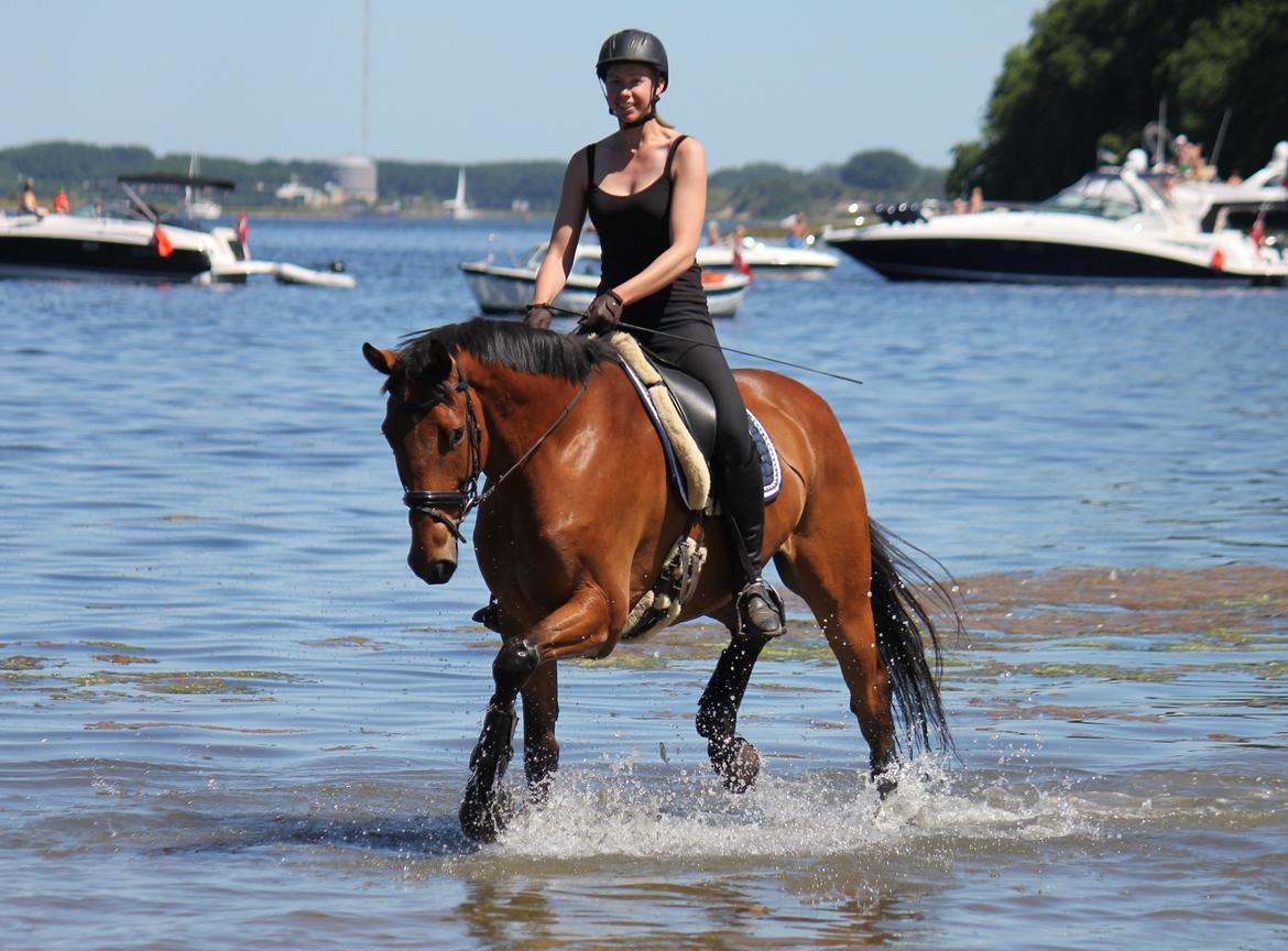 Dansk Varmblod Parino Macal billede 15