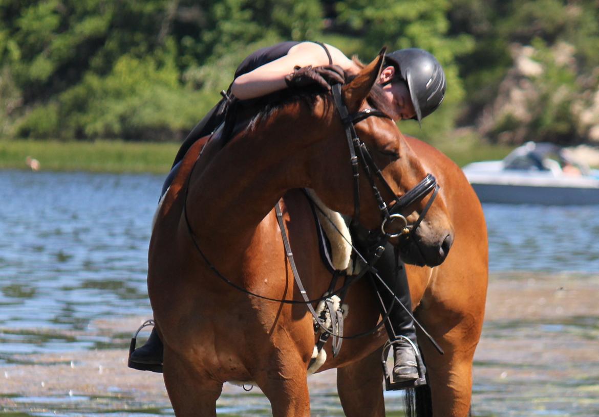 Dansk Varmblod Parino Macal billede 16