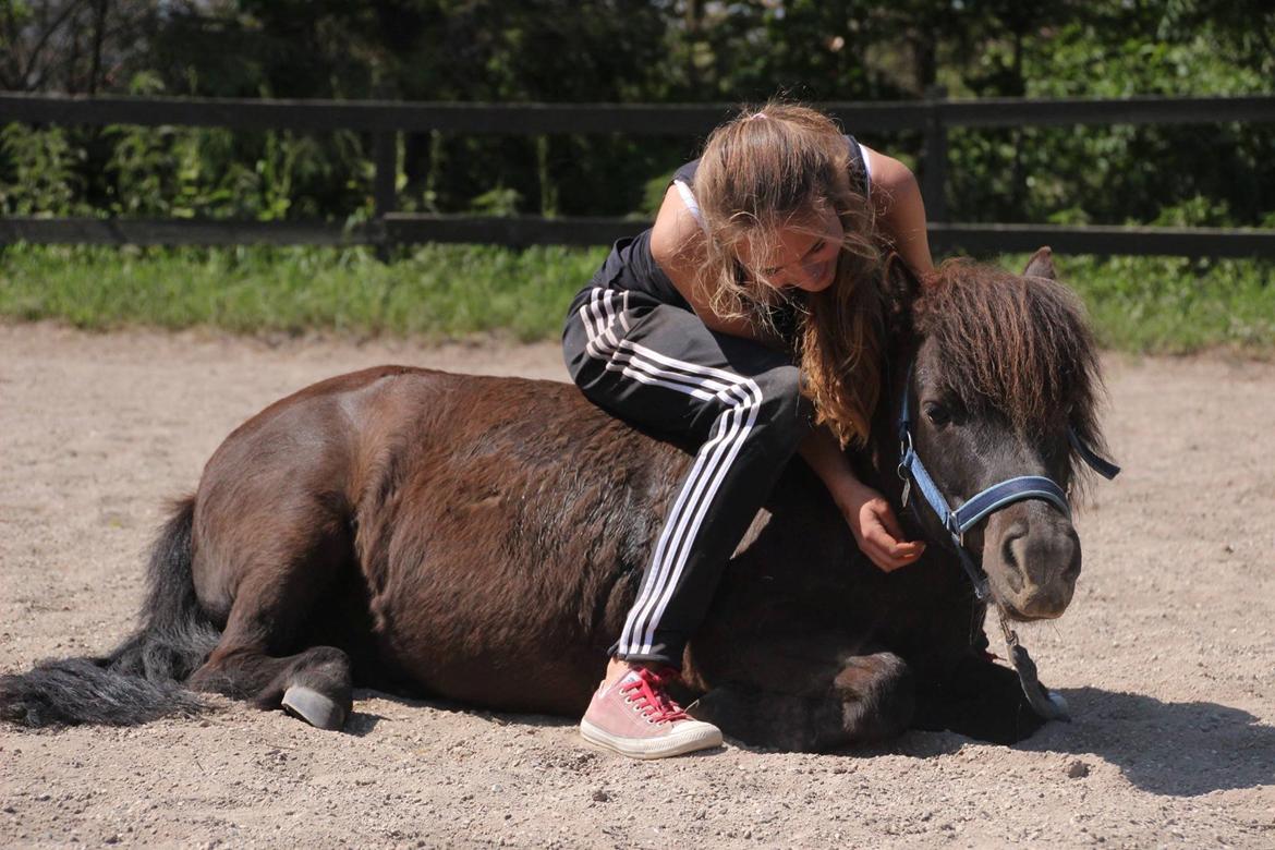 Shetlænder Frisko - Sommer 2014 - Ligge på komando *Fotograf: Rebecca* billede 10