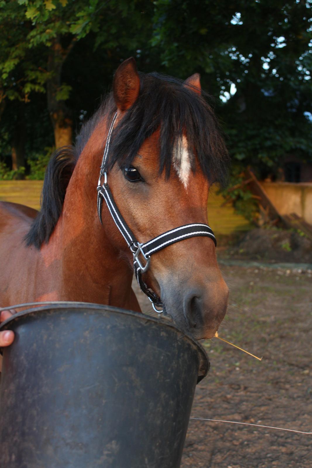 Welsh Pony (sec B) Barnhouvde´s Bart billede 16