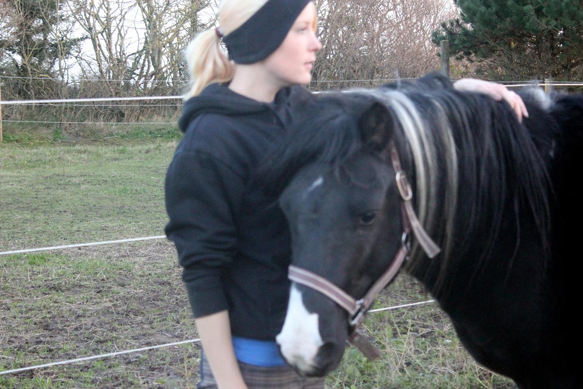 Pinto Piilgaardens Lamborghini <3 * HINGST * billede 28