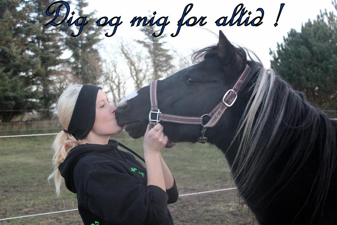 Pinto Piilgaardens Lamborghini <3 * HINGST * billede 29