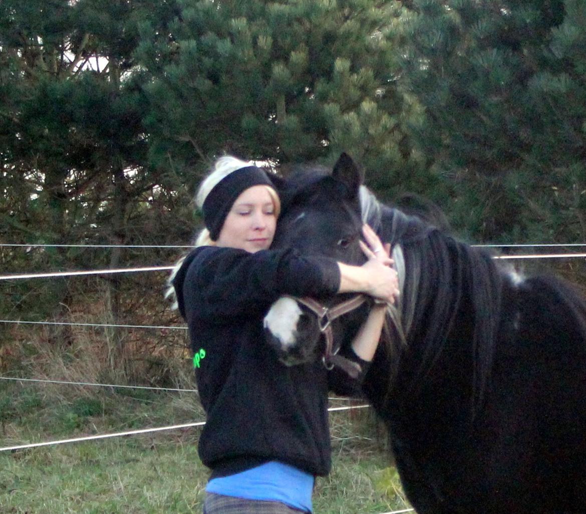 Pinto Piilgaardens Lamborghini <3 * HINGST * billede 31