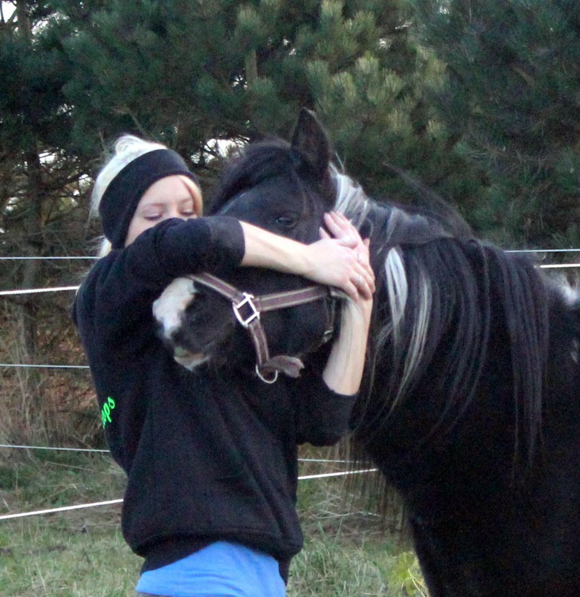 Pinto Piilgaardens Lamborghini <3 * HINGST * billede 32