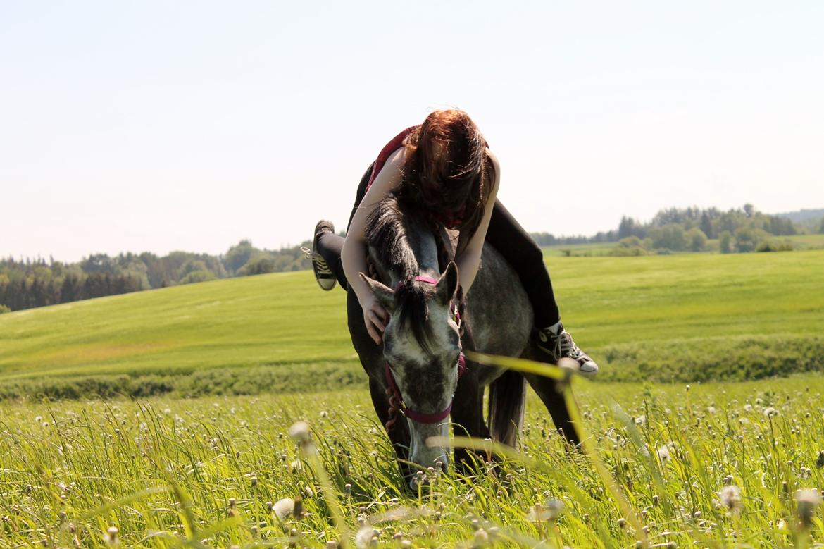 Anden særlig race Grønvangs Jocelynn |Joey| [Solgt] billede 11