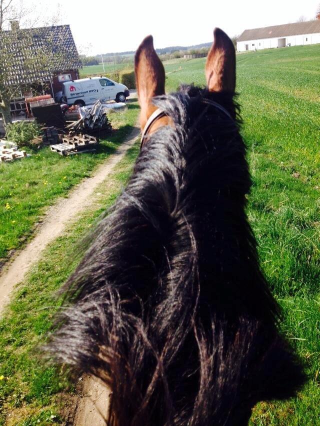 Anden særlig race Plet tidligere part billede 1