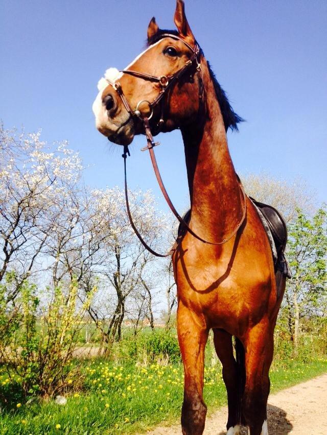 Anden særlig race Plet tidligere part billede 3