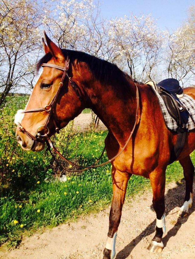 Anden særlig race Plet tidligere part billede 4