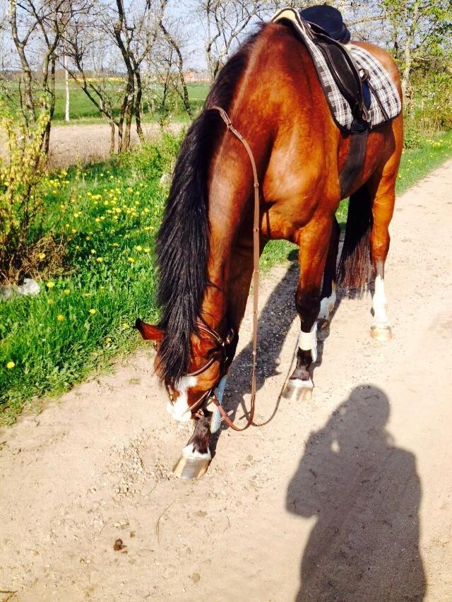 Anden særlig race Plet tidligere part billede 5