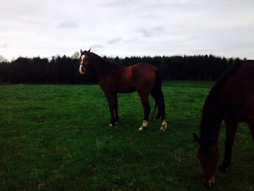 Anden særlig race Plet tidligere part billede 7