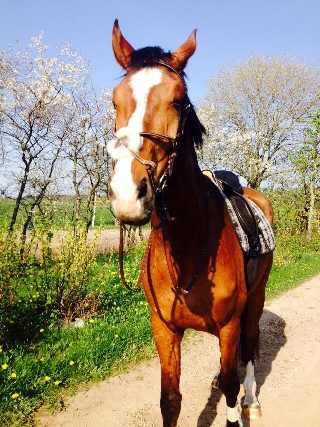 Anden særlig race Plet tidligere part billede 9