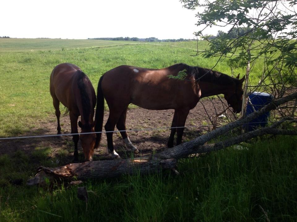 Anden særlig race Plet tidligere part billede 10