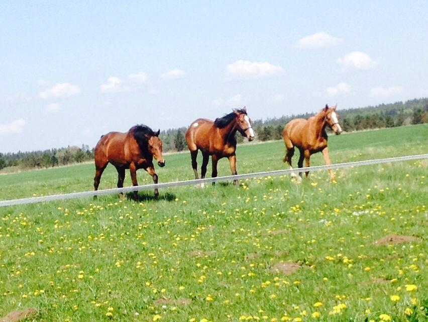 Anden særlig race Plet tidligere part billede 11