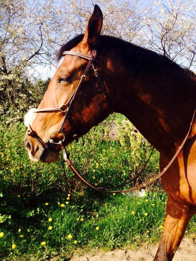 Anden særlig race Plet tidligere part billede 2