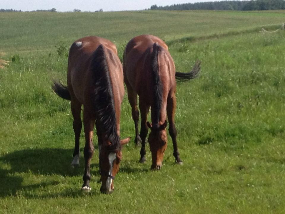 Anden særlig race Plet tidligere part billede 13