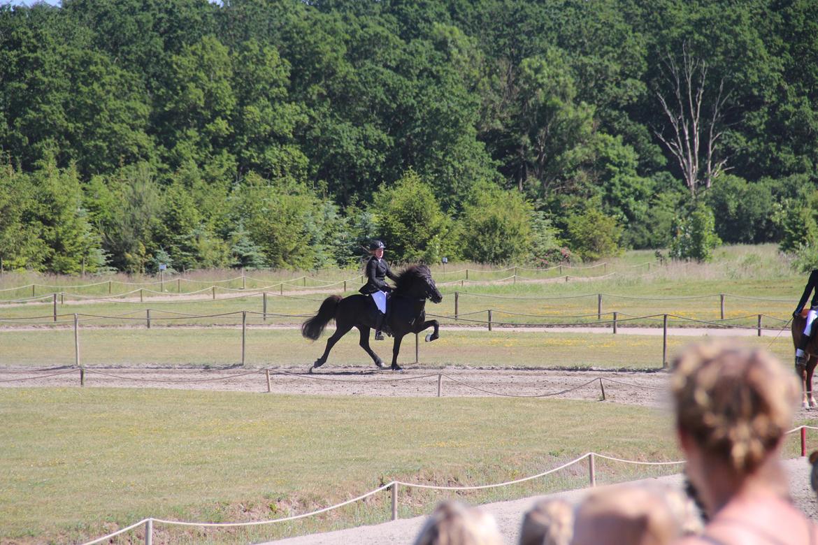 Islænder Kolfaxi fra Lilleheden billede 16