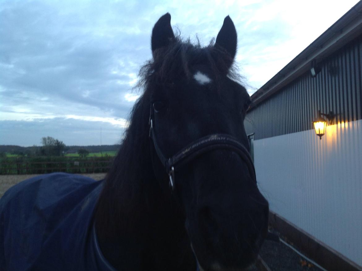 Welsh Cob (sec D) taffy - hvad er det for en mærkelig ting der kigger på mig,svar = et kamera billede 11