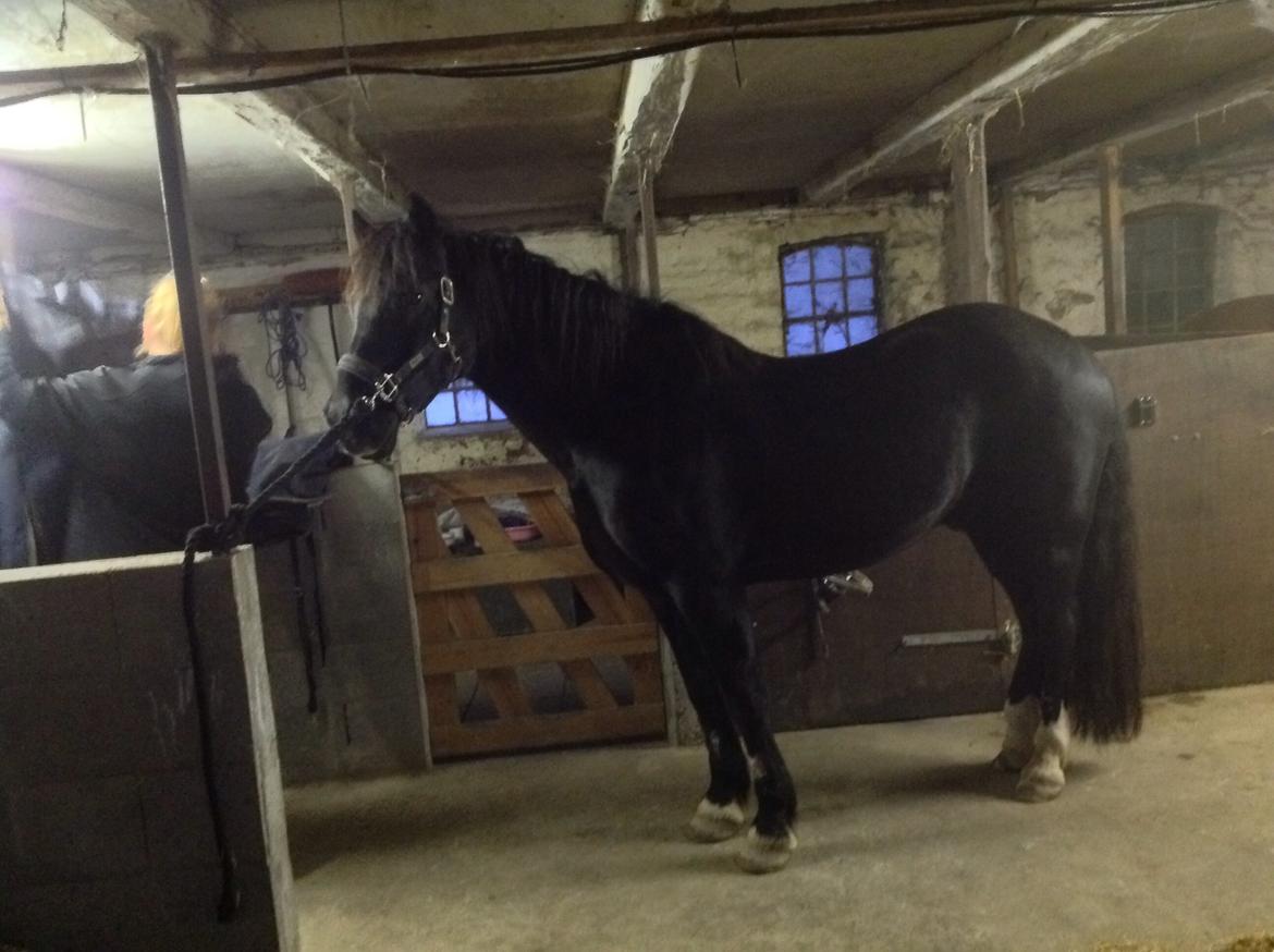 Welsh Cob (sec D) taffy - se det er mit hjem billede 2