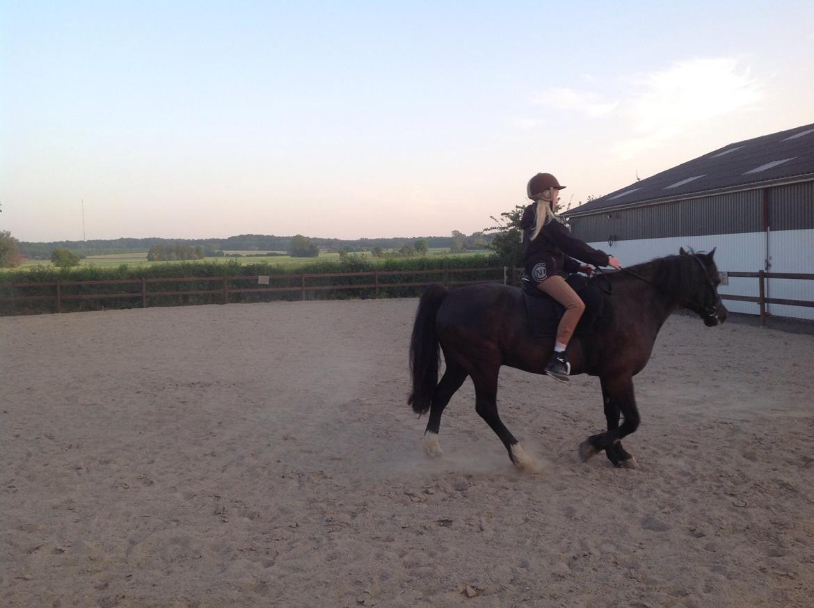 Welsh Cob (sec D) taffy - jubii hun kan ride mig alene:) billede 4