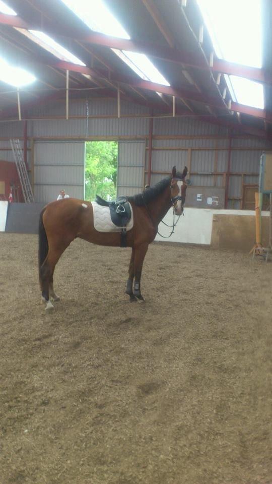 Anden særlig race Plet tidligere part billede 15