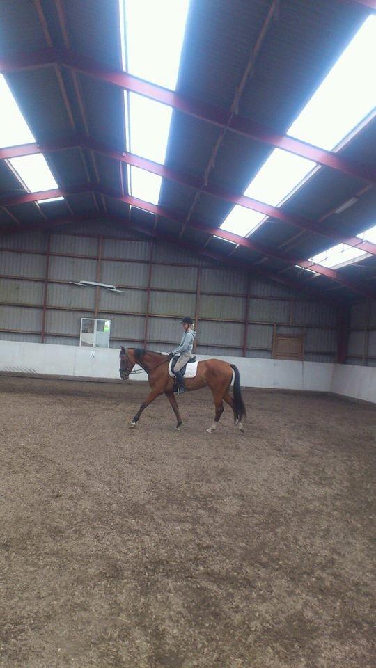 Anden særlig race Plet tidligere part billede 16