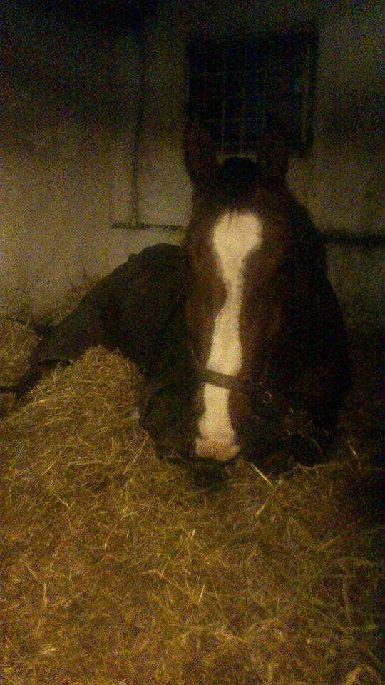 Anden særlig race Plet tidligere part billede 18