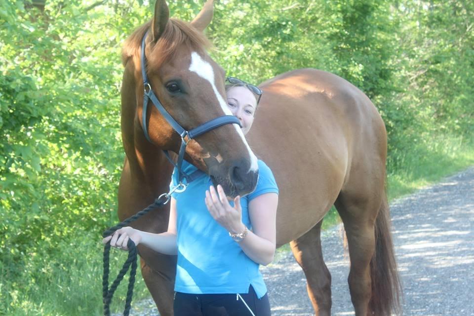 Dansk Varmblod Storgaardens Rialto billede 8