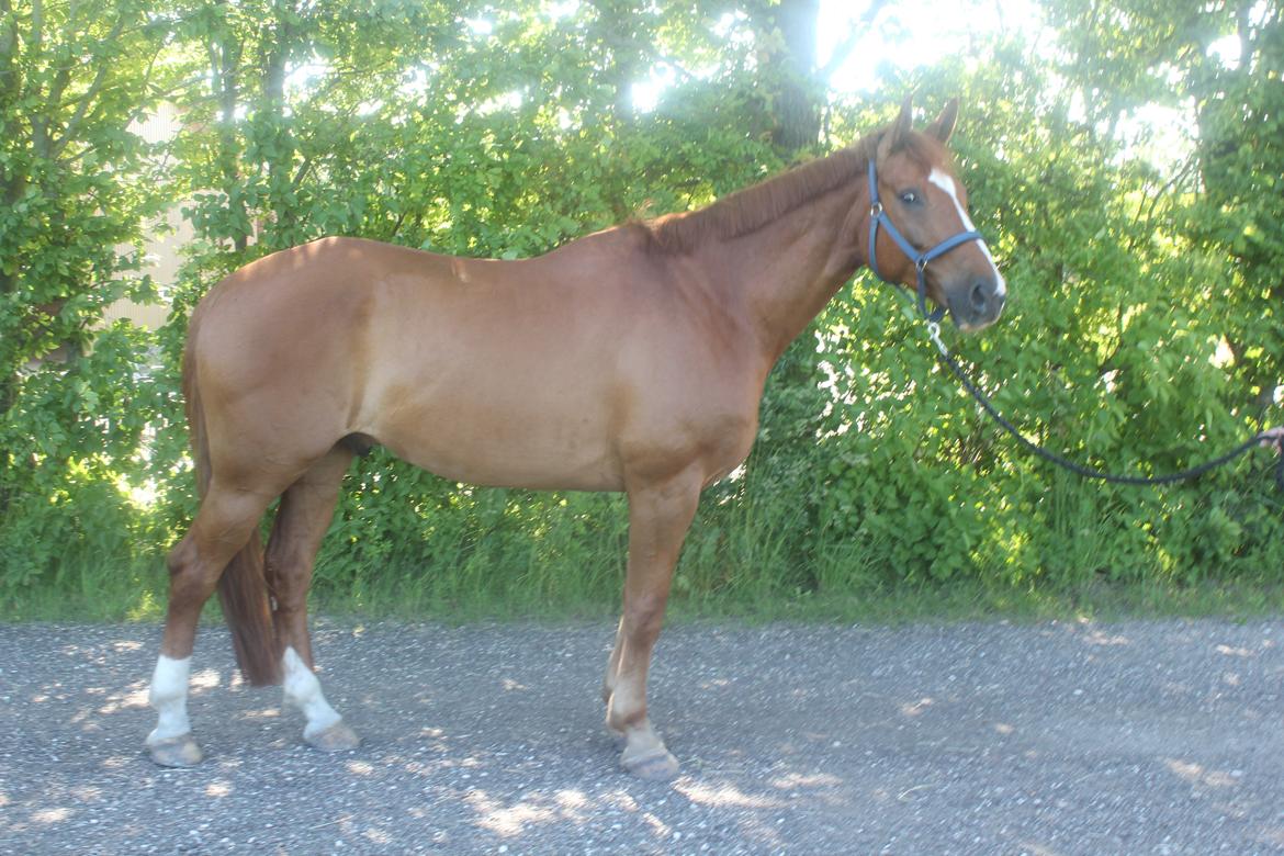 Dansk Varmblod Storgaardens Rialto billede 9