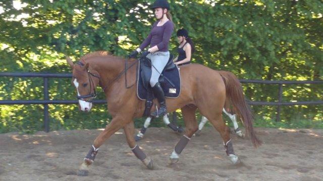 Dansk Varmblod Storgaardens Rialto billede 6
