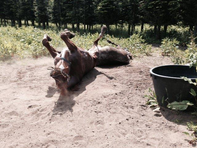 Dansk Varmblod Storgaardens Rialto billede 11