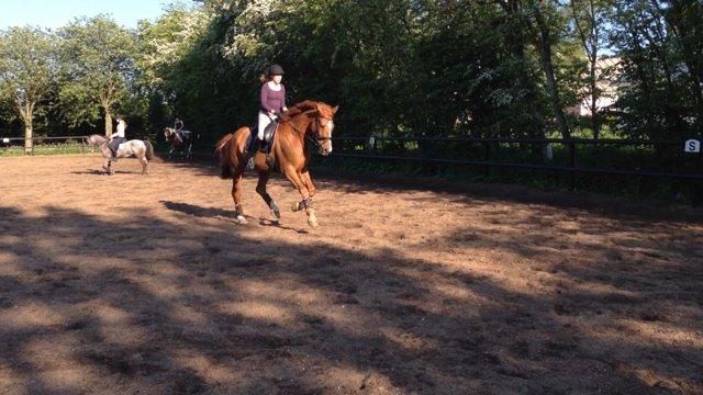 Dansk Varmblod Storgaardens Rialto billede 13