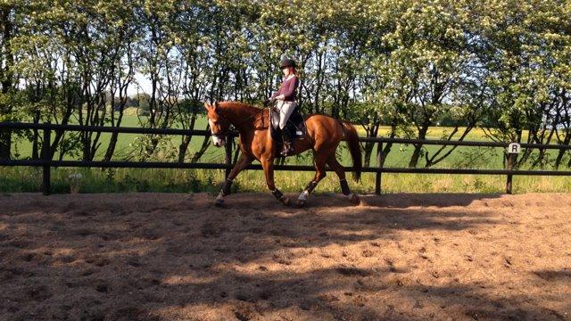 Dansk Varmblod Storgaardens Rialto billede 14