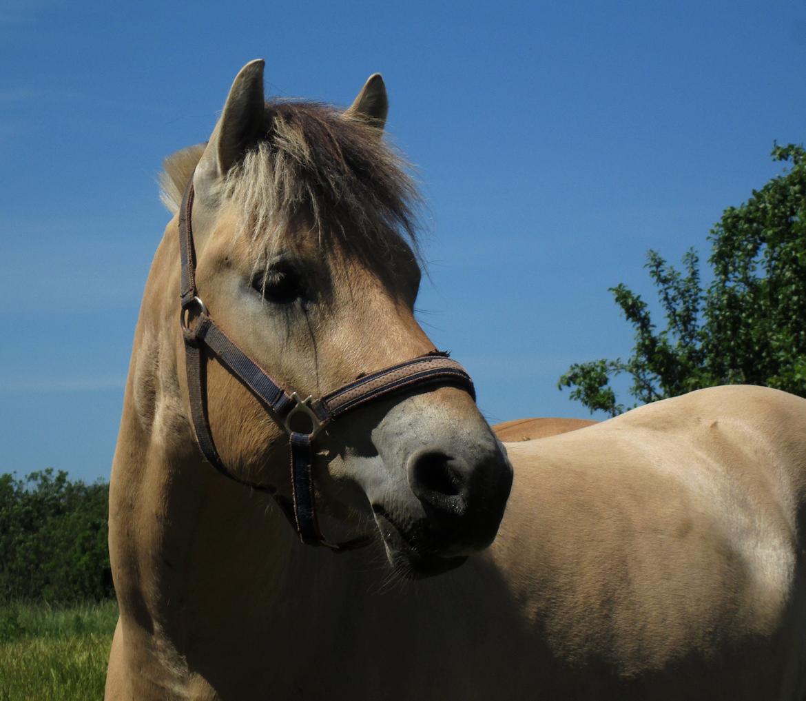Fjordhest Oscar Vårby billede 21