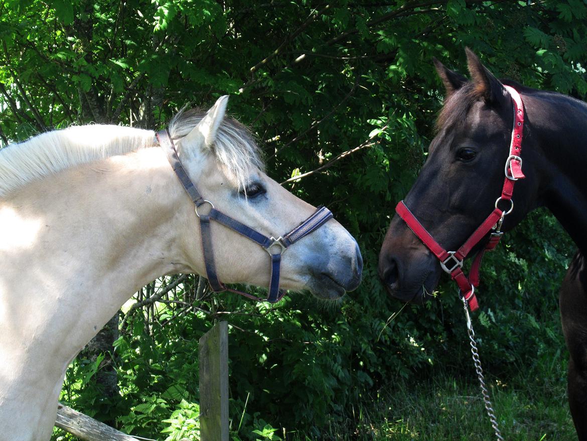 Fjordhest Oscar Vårby billede 50