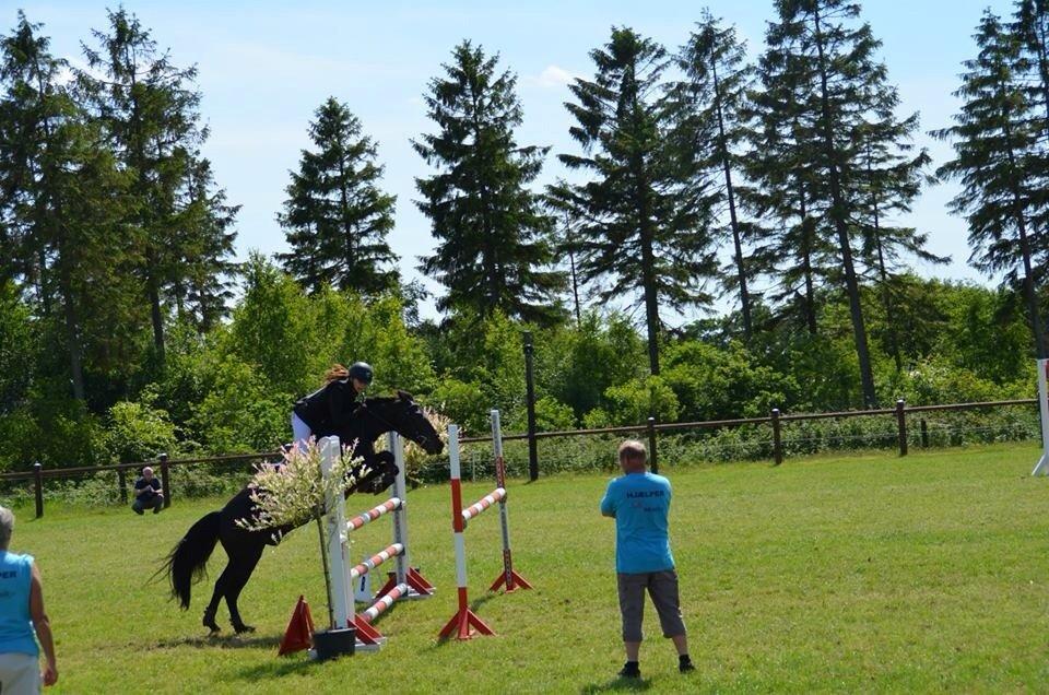 New Forest Peterslysts star A-pony billede 19