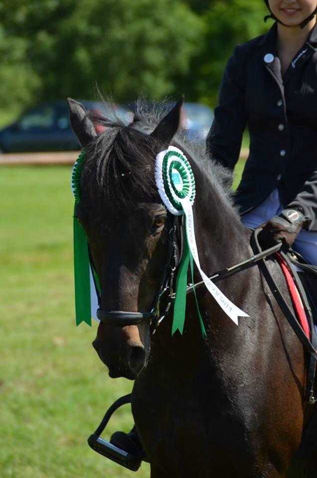 New Forest Peterslysts star A-pony billede 1
