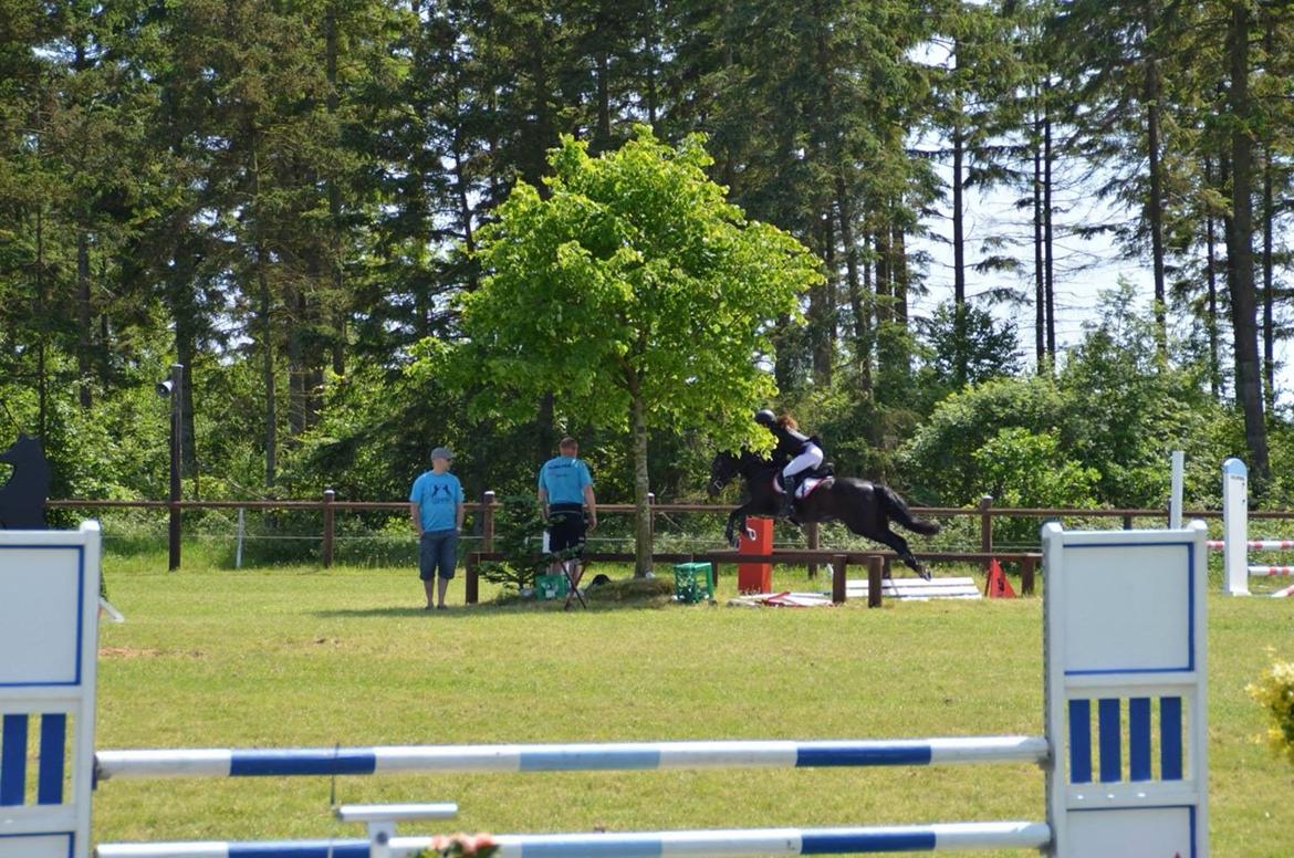 New Forest Peterslysts star A-pony billede 25