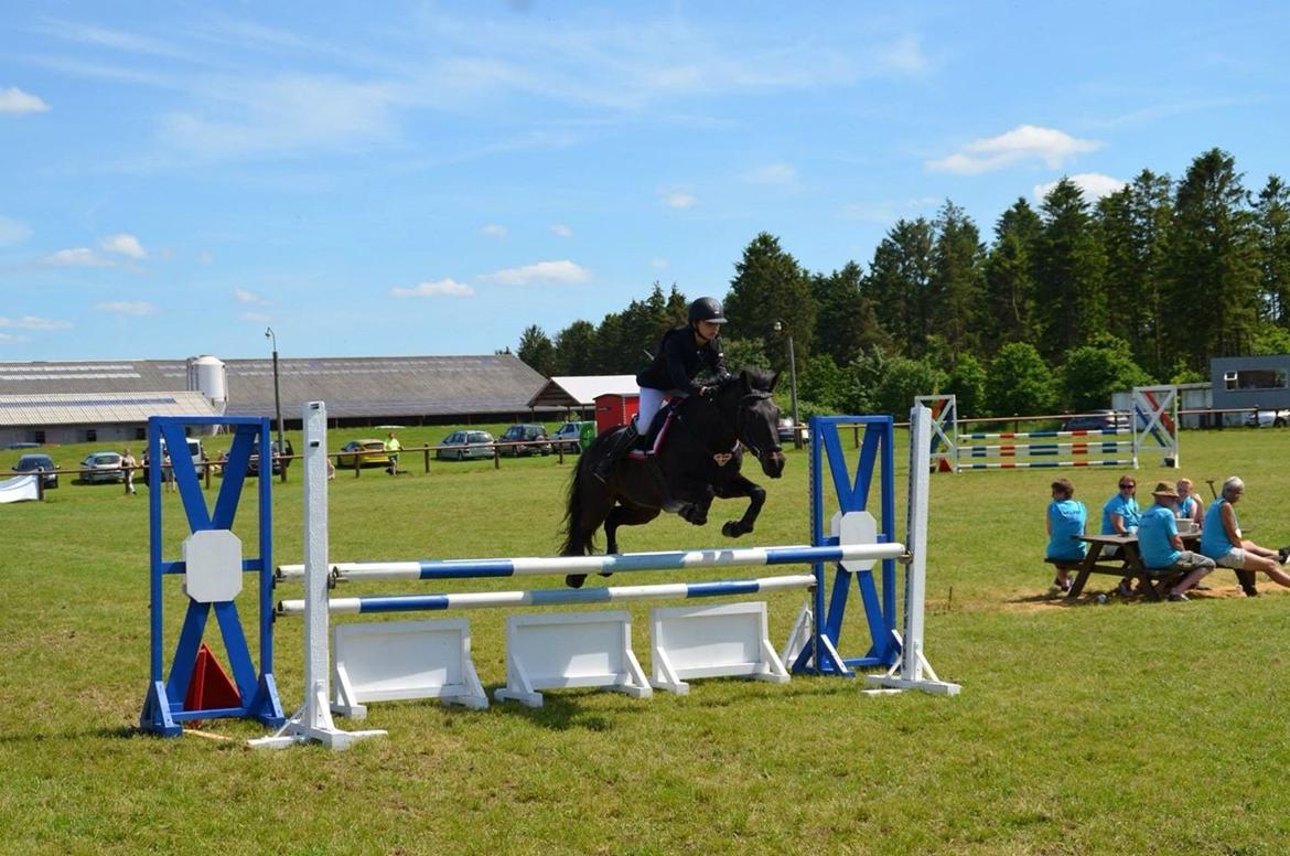 New Forest Peterslysts star A-pony billede 27